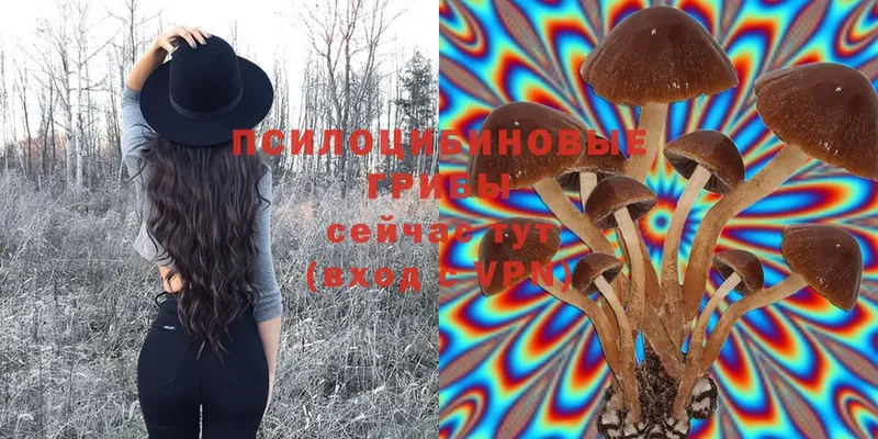 Галлюциногенные грибы Psilocybe  Бобров 